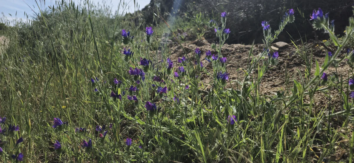 Fleurs du maquis au printemps autour du Ruppione