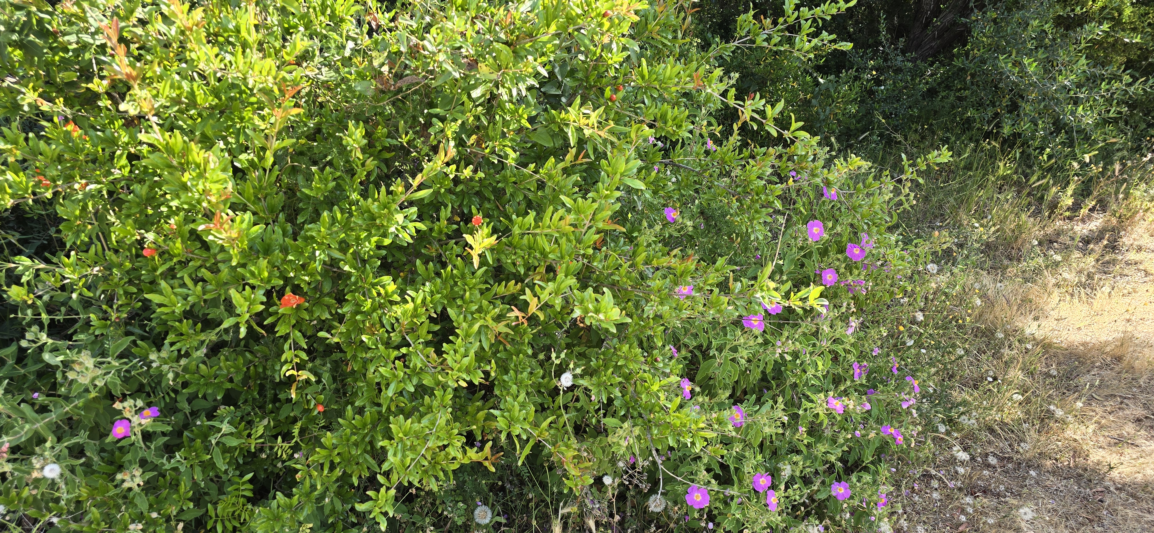 Le maquis de printemps en images 6