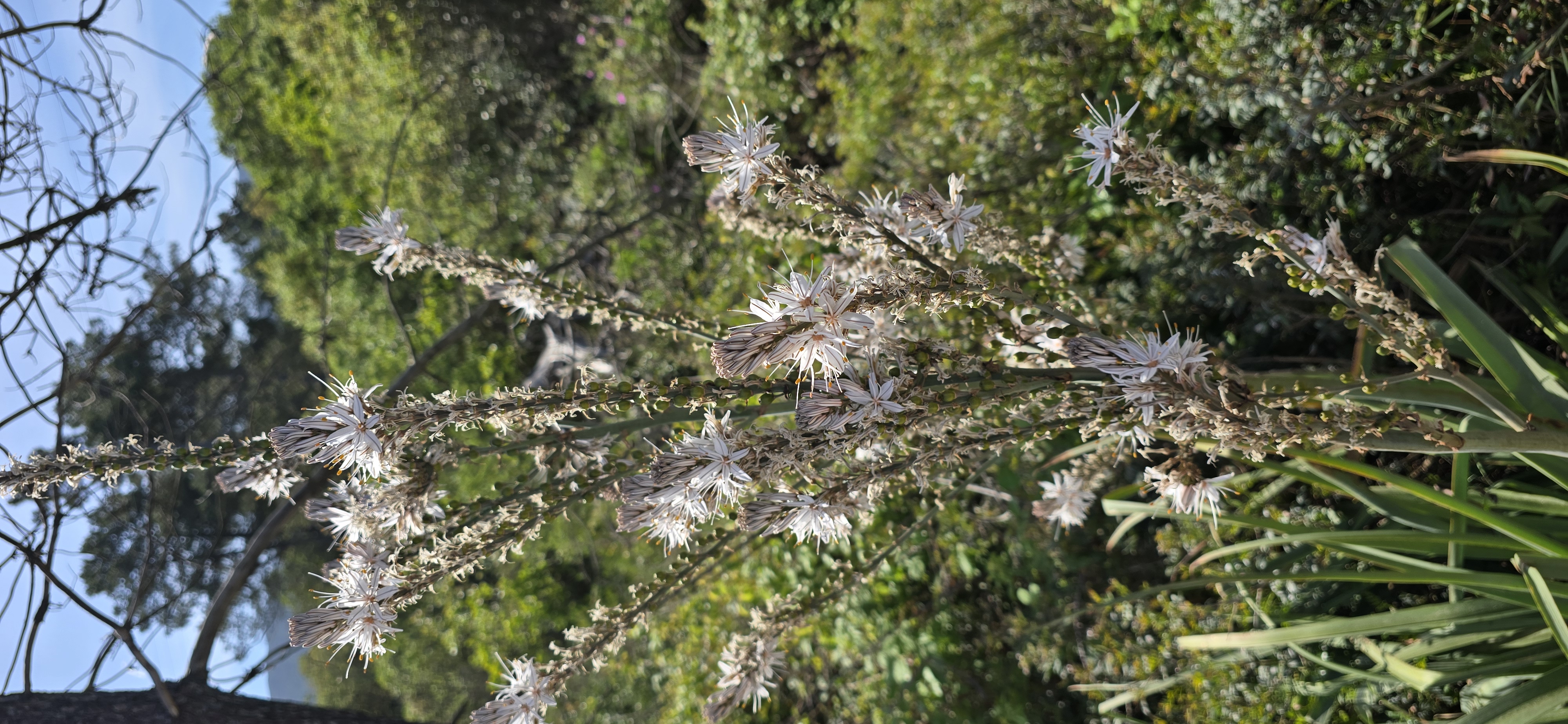 Le maquis de printemps en images 8