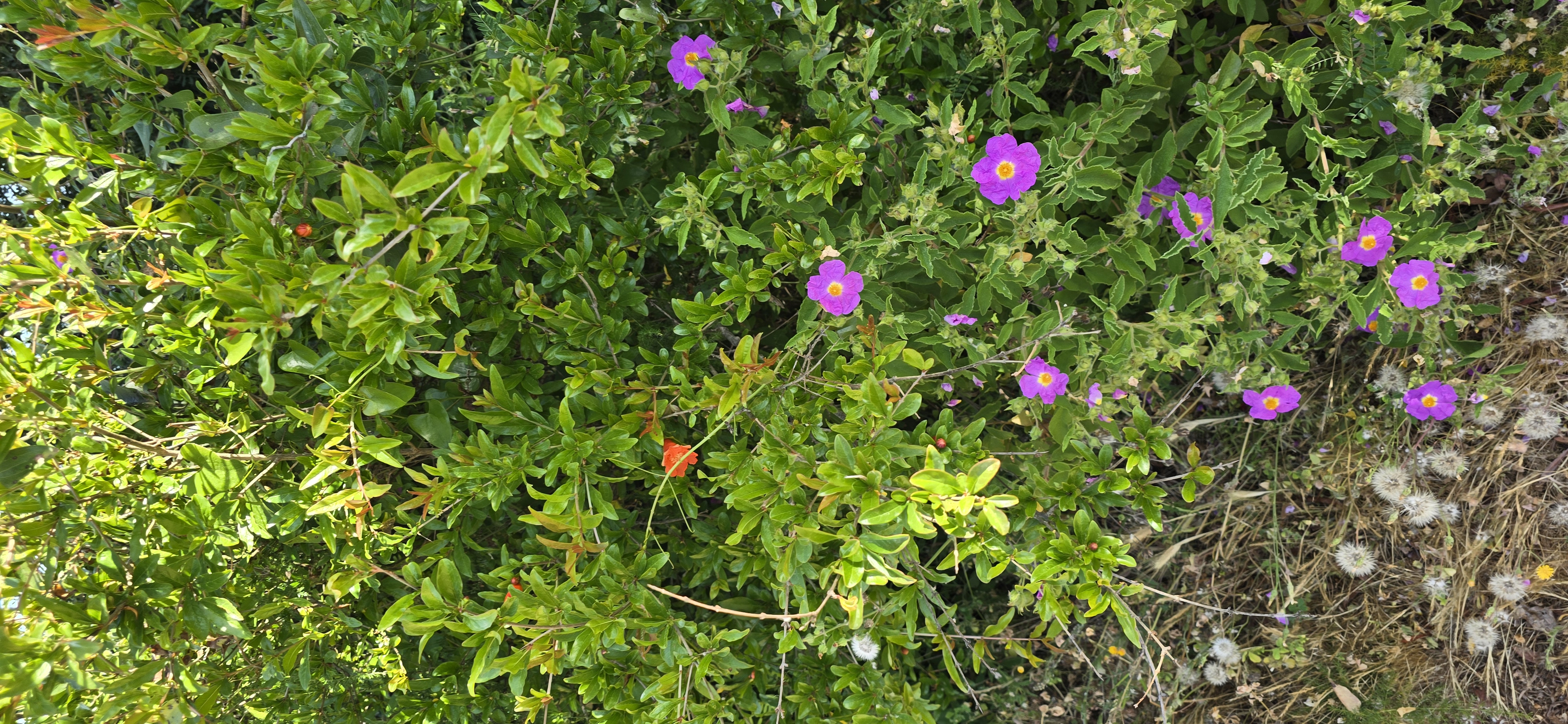 Le maquis de printemps en images 25