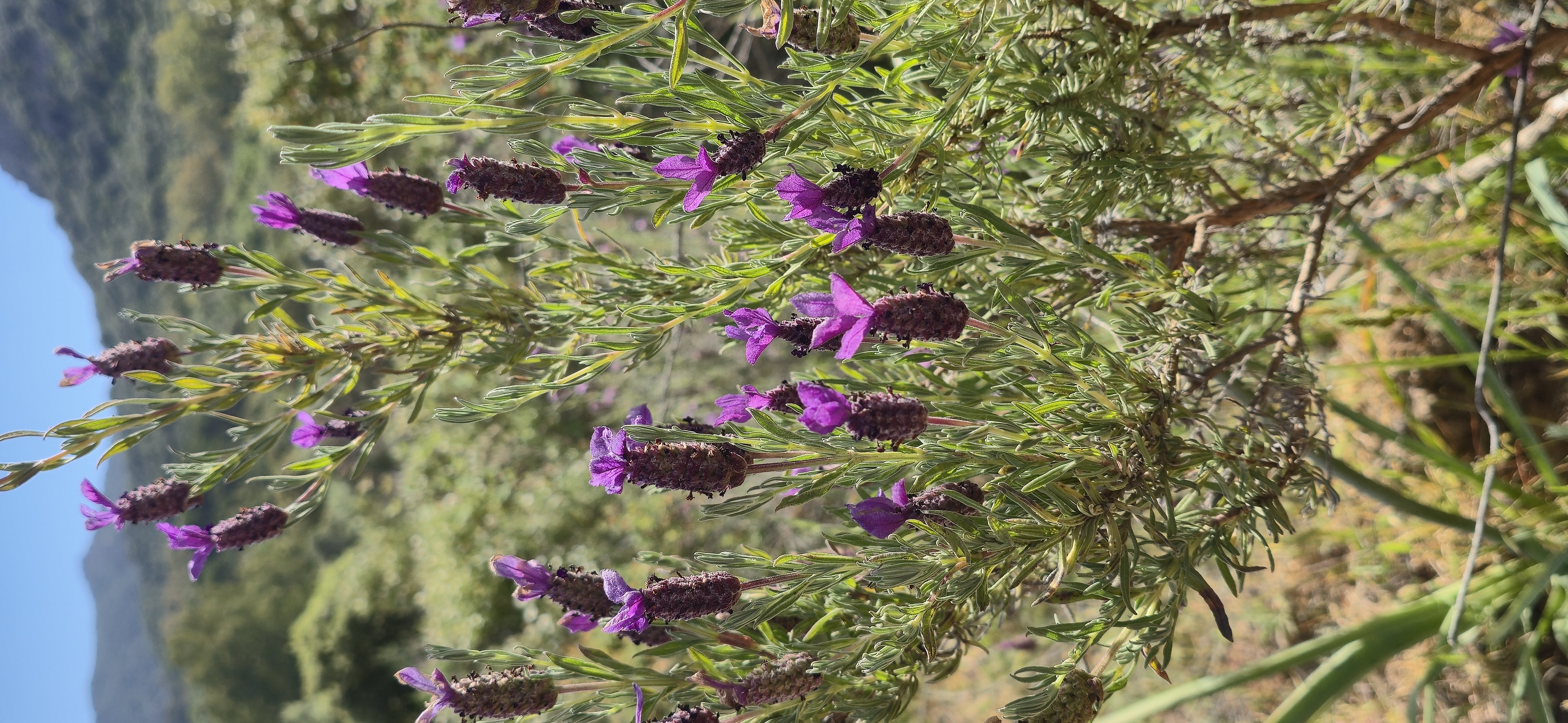 Le maquis de printemps en images 35