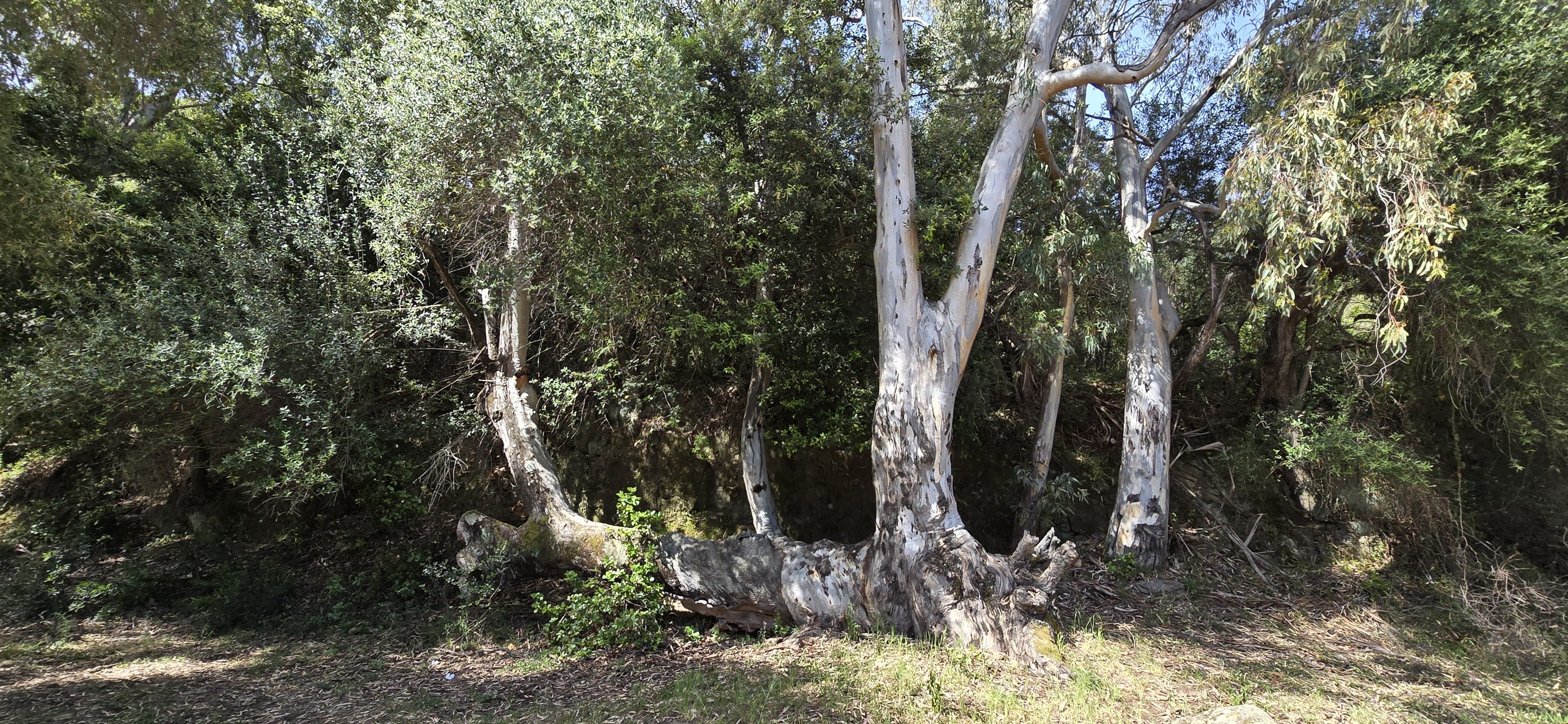 Le maquis de printemps en images 37