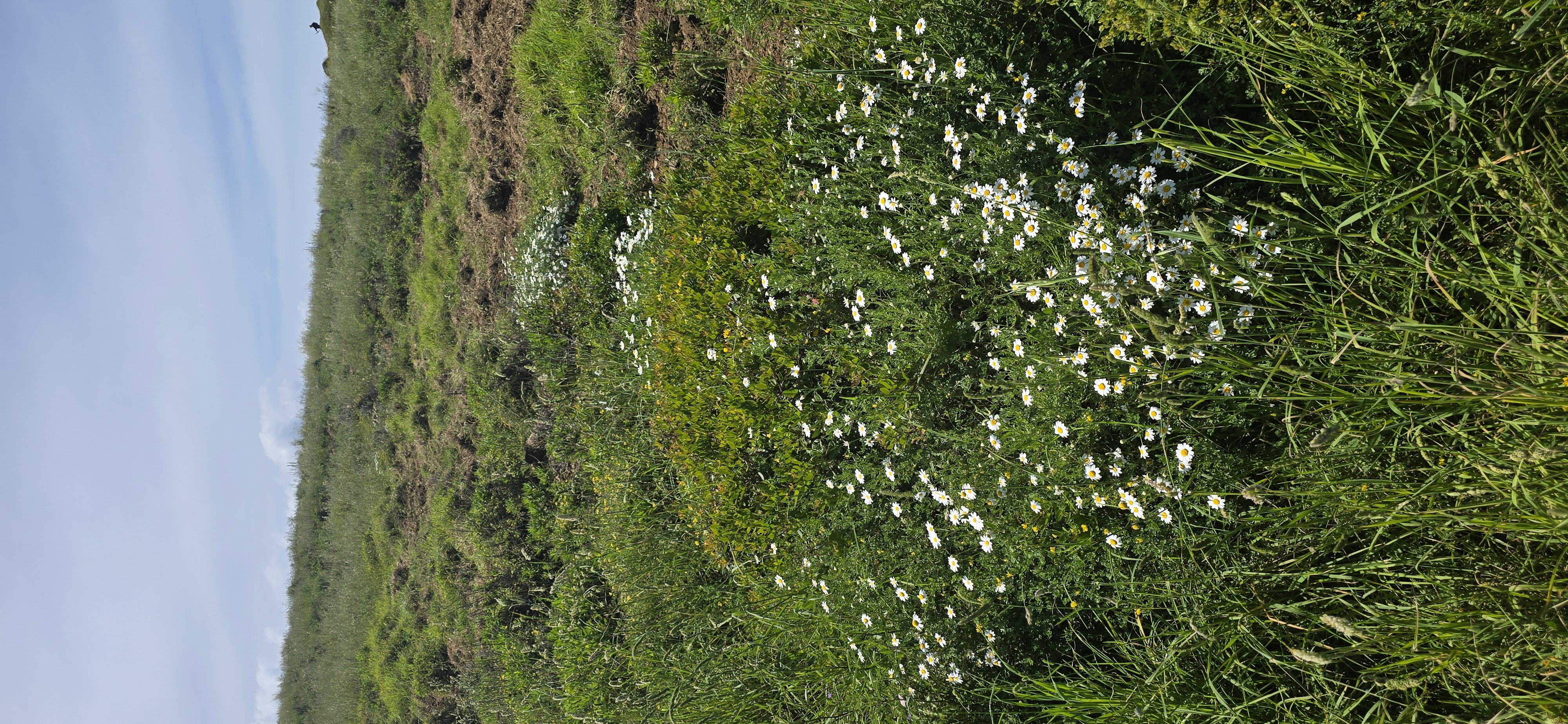 Le maquis de printemps en images 42