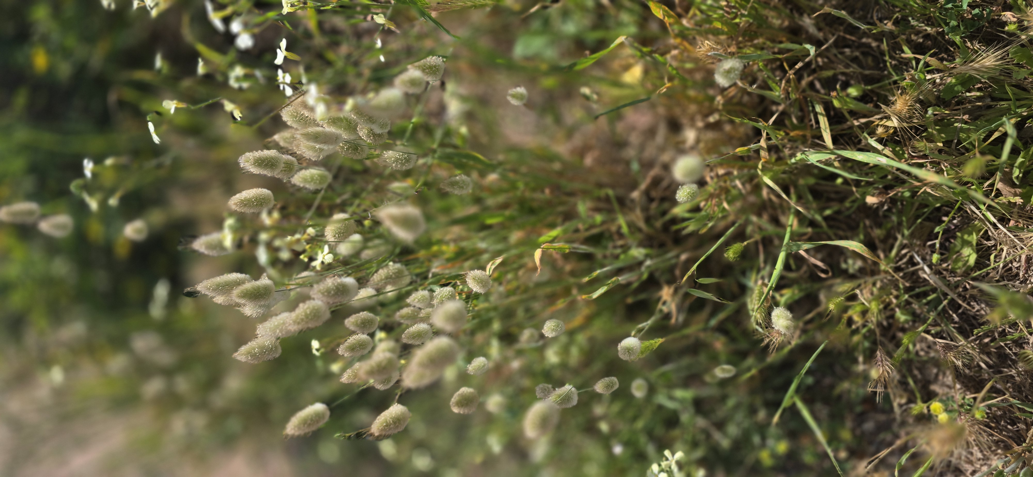 Le maquis de printemps en images 45