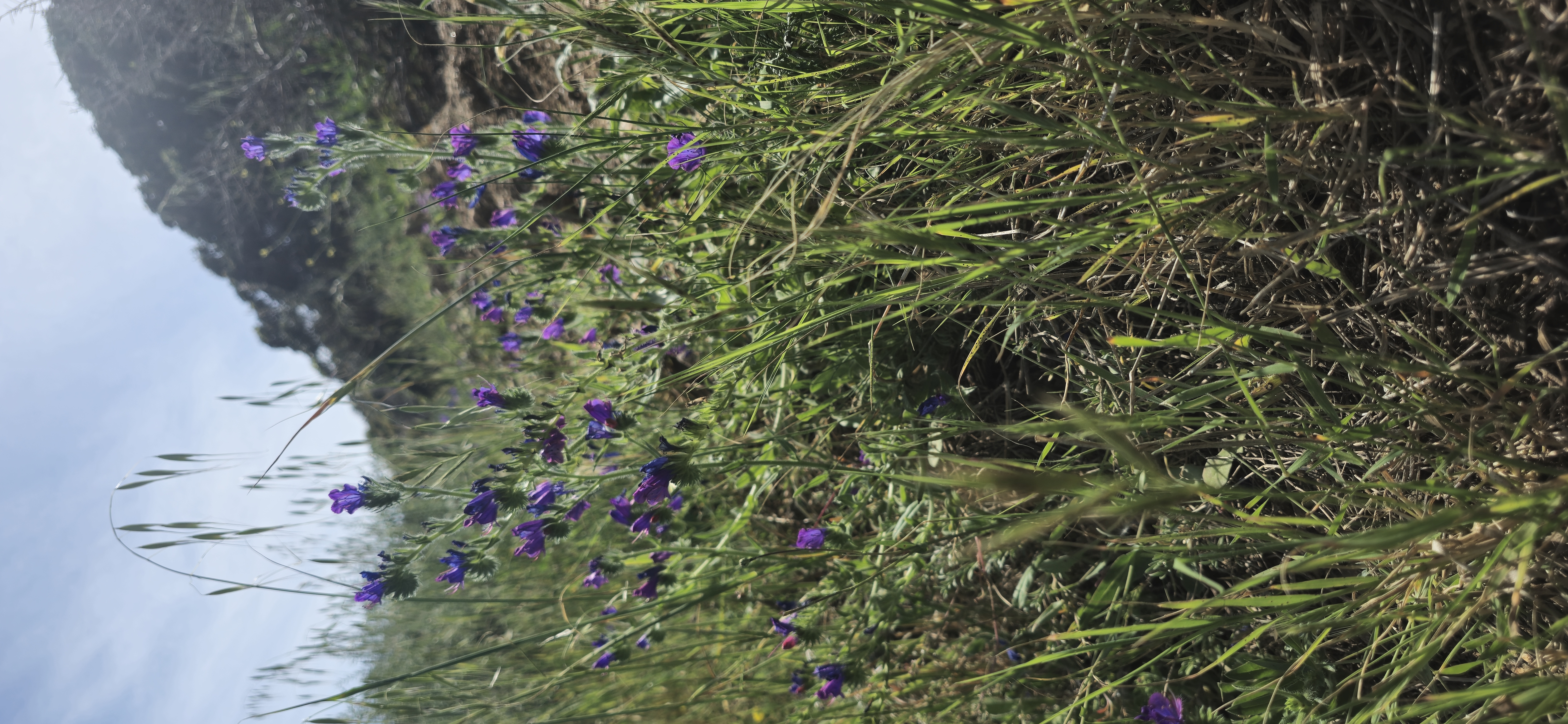Le maquis de printemps en images 47